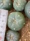 Lophophora fricii super white size 3-4 cm JAPAN import 7 years old - can give flower and seed including PHYTOSANITARY CERTIFICATES AND CITES DOCUMENT