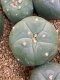 Lophophora fricii super white size 3-4 cm JAPAN import 7 years old - can give flower and seed including PHYTOSANITARY CERTIFICATES AND CITES DOCUMENT