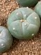 Lophophora fricii super white size 3-4 cm JAPAN import 7 years old - can give flower and seed including PHYTOSANITARY CERTIFICATES AND CITES DOCUMENT