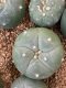 Lophophora fricii super white size 3-4 cm JAPAN import 7 years old - can give flower and seed including PHYTOSANITARY CERTIFICATES AND CITES DOCUMENT