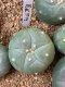 Lophophora fricii super white size 3-4 cm JAPAN import 7 years old - can give flower and seed including PHYTOSANITARY CERTIFICATES AND CITES DOCUMENT