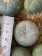 Lophophora fricii super white size 3-4 cm JAPAN import 7 years old - can give flower and seed including PHYTOSANITARY CERTIFICATES AND CITES DOCUMENT