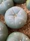 Lophophora fricii super white size 3-4 cm JAPAN import 7 years old - can give flower and seed including PHYTOSANITARY CERTIFICATES AND CITES DOCUMENT