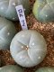 Lophophora fricii super white size 3-4 cm JAPAN import 7 years old - can give flower and seed including PHYTOSANITARY CERTIFICATES AND CITES DOCUMENT