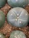 Lophophora fricii super white size 3-4 cm JAPAN import 7 years old - can give flower and seed including PHYTOSANITARY CERTIFICATES AND CITES DOCUMENT