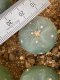 lophophora fricii super white size 3-4 cm japan import 7 years old - can give flower and seed