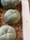 Lophophora fricii super white size 3-4 cm JAPAN import 7 years old - can give flower and seed including PHYTOSANITARY CERTIFICATES AND CITES DOCUMENT