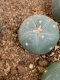 lophophora fricii super white size 3-4 cm japan import 7 years old - can give flower and seed