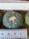 Lophophora fricii super white size 3-4 cm JAPAN import 7 years old - can give flower and seed including PHYTOSANITARY CERTIFICATES AND CITES DOCUMENT