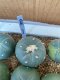 Lophophora fricii super white size 3-4 cm JAPAN import 7 years old - can give flower and seed including PHYTOSANITARY CERTIFICATES AND CITES DOCUMENT