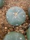 lophophora fricii super white size 3-4 cm japan import 7 years old - can give flower and seed