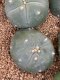 Lophophora fricii super white size 3-4 cm JAPAN import 7 years old - can give flower and seed including PHYTOSANITARY CERTIFICATES AND CITES DOCUMENT