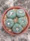 5 PLANT Lophophora Williamsii - lophophora peyote