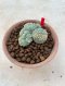 Lophophora Fricii cristata  5-6 cm 12 years old seed ownroot flower seedling ロフォフォラ　烏羽玉　仔吹き サボテン