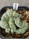 lophophora fricii cristata super white size 5-6 cm japan import 11 years old - can give flower and seed