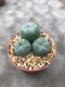 1 pot Lophophora williamsii variegata  -peyote -cactus -cacti -cactaceae