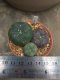 1 pot Lophophora williamsii variegata  -peyote -cactus -cacti -cactaceae