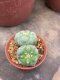 1 pot Lophophora fricii  -peyote -cactus -cacti -cactaceae