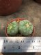 1 pot Lophophora fricii  -peyote -cactus -cacti -cactaceae