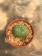 1 pot Lophophora fricii  -peyote -cactus -cacti -cactaceae