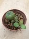 1 plant Lophophora williamsii Peyote plants-cactus-cacti-cactaceae