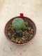 1 plant Lophophora williamsii Peyote plants-cactus-cacti-cactaceae