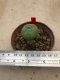 1 plant Lophophora williamsii Peyote plants-cactus-cacti-cactaceae