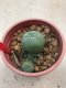 1 plant Lophophora williamsii Peyote plants-cactus-cacti-cactaceae