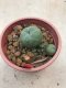 1 plant Lophophora williamsii Peyote plants-cactus-cacti-cactaceae