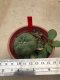 1 plant Lophophora williamsii Peyote plants-cactus-cacti-cactaceae