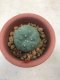 1 plant Lophophora williamsii Peyote plants-cactus-cacti-cactaceae