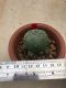 1 plant Lophophora williamsii Peyote plants-cactus-cacti-cactaceae