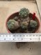 1 plant Lophophora williamsii Peyote plants-cactus-cacti-cactaceae