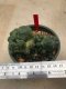 1 plant Lophophora williamsii Peyote plants-cactus-cacti-cactaceae