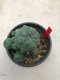 1 plant Lophophora williamsii Peyote plants-cactus-cacti-cactaceae