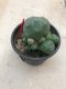 1 plant Lophophora williamsii Peyote plants-cactus-cacti-cactaceae