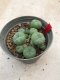 1 plant Lophophora williamsii Peyote plants-cactus-cacti-cactaceae
