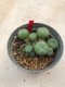 1 plant Lophophora williamsii Peyote plants-cactus-cacti-cactaceae