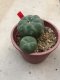 1 plant Lophophora williamsii Peyote plants-cactus-cacti-cactaceae