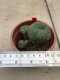 1 plant Lophophora williamsii Peyote plants-cactus-cacti-cactaceae