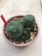 1 plant Lophophora williamsii Peyote plants-cactus-cacti-cactaceae