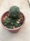 1 plant Lophophora williamsii Peyote plants-cactus-cacti-cactaceae