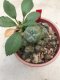 1 plant Lophophora williamsii Peyote plants-cactus-cacti-cactaceae