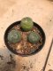 3 plants Lophophora williamsii texana variegata Peyote plants-cactus-cacti-cactaceae