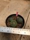 3 plants Lophophora williamsii texana variegata Peyote plants-cactus-cacti-cactaceae