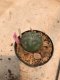 1 plant Lophophora williamsii texana Peyote plants-cactus-cacti-cactaceae