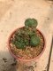 Lophophora williamsii var. caespitosa