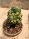 Lophophora williamsii var. caespitosa variegata