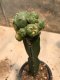 Lophophora williamsii variegata Peyote plants-cactus-cacti-cactaceae