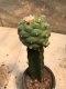 Lophophora williamsii